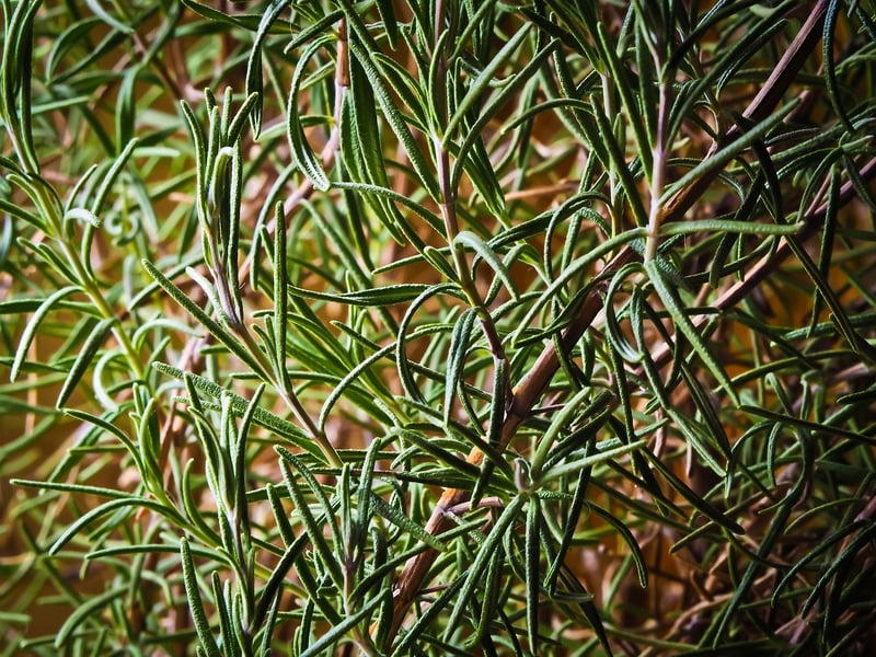 Herbs in a garden