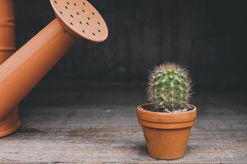 Container Garden