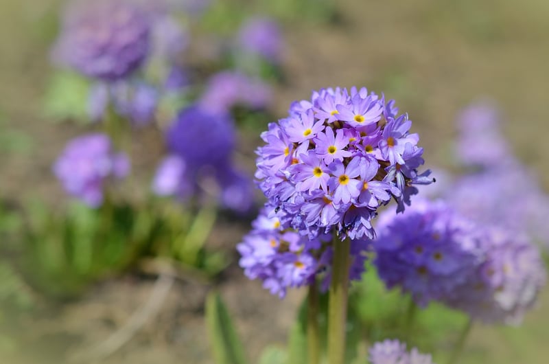 Seasonal Flowers